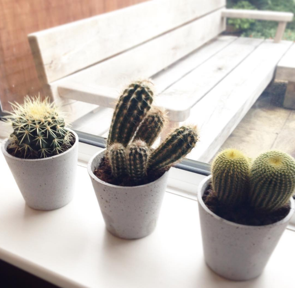 Cacti trio - Spike, Hodor & Cahuna | Shortrounds Knitwear